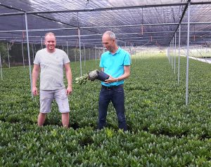 Bijvriendelijke biologische gewasbescherming in teelt van skimmia en magnoliaplantgoed