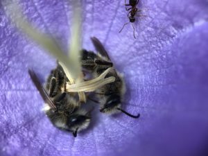 Klokjesdikpootbijen slapen in een campanulabloem