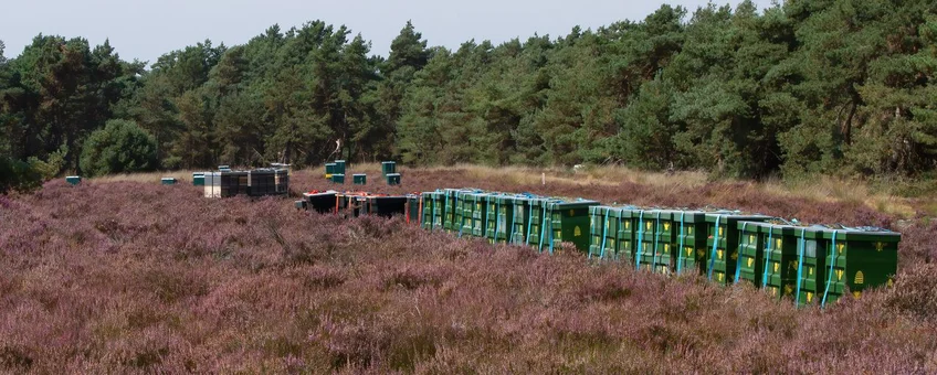 Foto van bijenkasten in heide Foto van bijenkasten in heide
