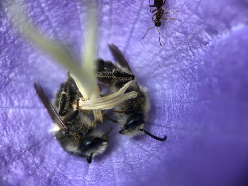 Slapende klokjesdikpootbijen in campanula