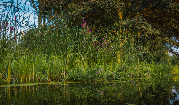 Planten, struiken en bomen langs het water: een natuurlijke/natuurvriendelijk oever