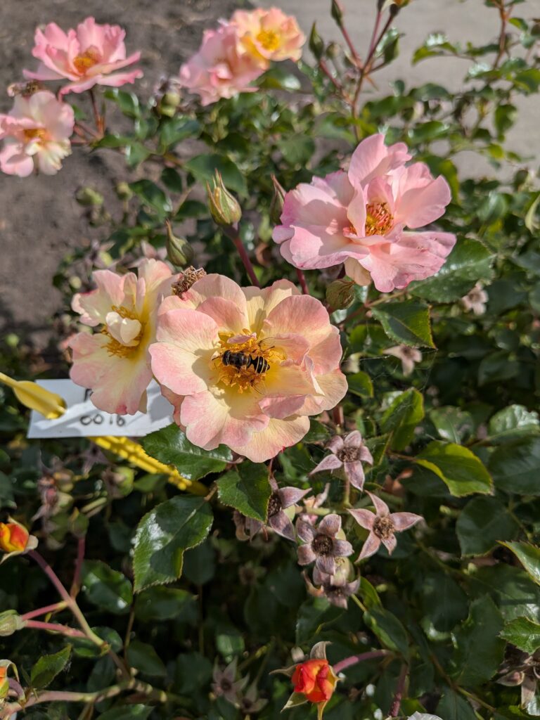 Op de foto zijn 3 bestuivers te zien, op bloeiende rozen in pot.
