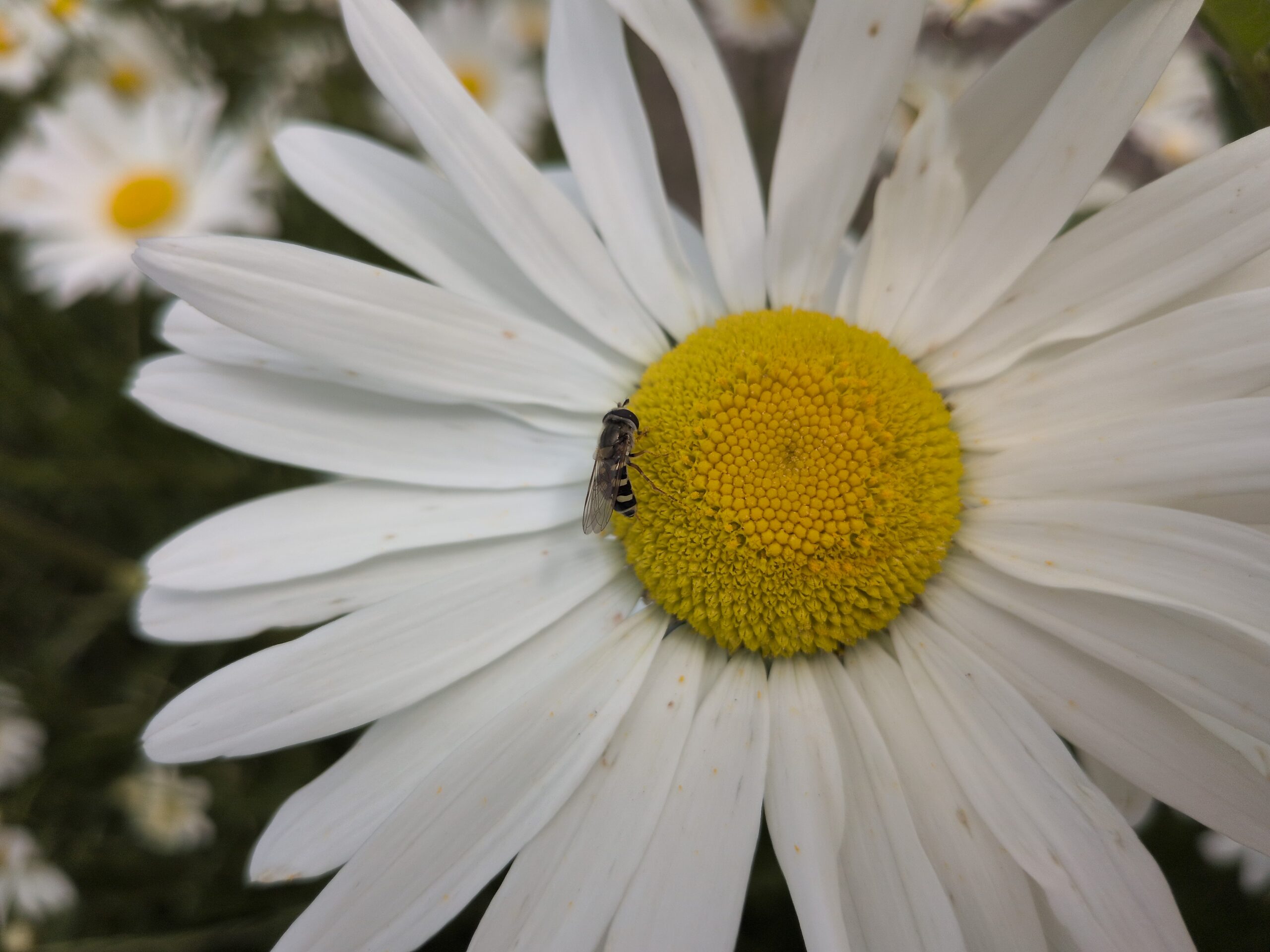 Vier bloemenmengsels voor natuurlijke vijanden in de boomkwekerij
