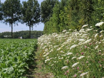 Inheemse plantensoorten cruciaal voor toename biodiversiteit in bermen