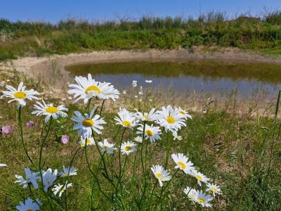 Bee Deals on tour – terugblik