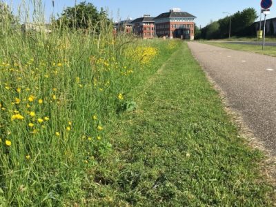 Bee Deals vraagt inwoners bermen niet te maaien