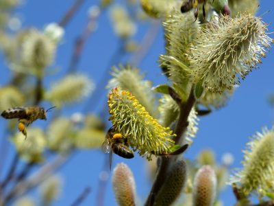 Ook minister Schouten toe aan een goede Bee Deal ?