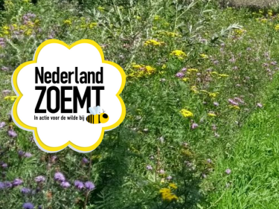Arnhem bekroond tot bijvriendelijkste gemeente 2022