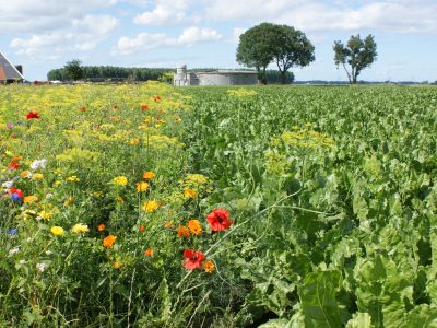 Pilotproject eenvoudige en succesvolle beheermaatregelen voor graslandinsecten
