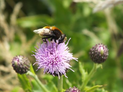 Wilde bestuivers verhogen productie groentezaad het meeste