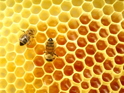 Wintersterfte onder bijenvolken weer hoger dan voorgaande jaren