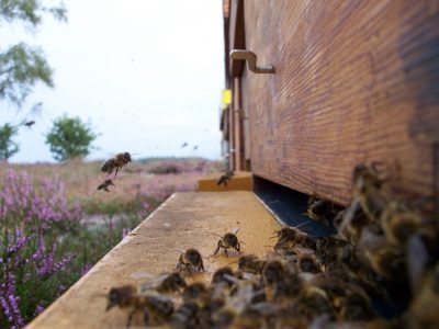 WUR: Wintersterfte bijenvolken hoogst sinds 2010