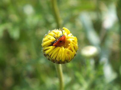 Insectensterfte: breng de basiskwaliteit van de natuur op orde!