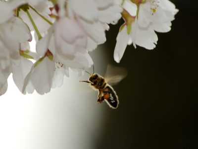 EU-biodiversiteitsstrategie voor 2030 om de achteruitgang van wilde bestuivers om te keren