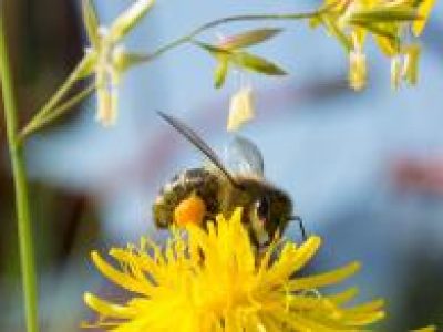 Een nieuwe ‘Bee Deal’ helpt boeren in Kromme Rijnstreek