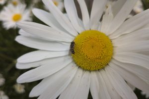 Vier bloemenmengsels voor natuurlijke vijanden in de boomkwekerij