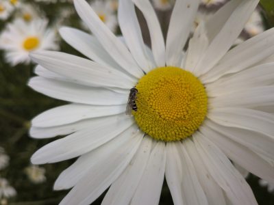 Vier bloemenmengsels voor natuurlijke vijanden in de boomkwekerij