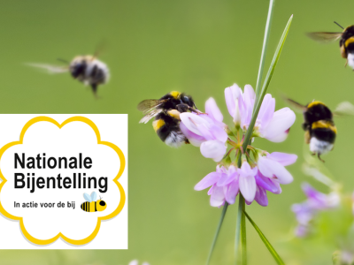 Nationale Bijentelling 2022: doe mee!