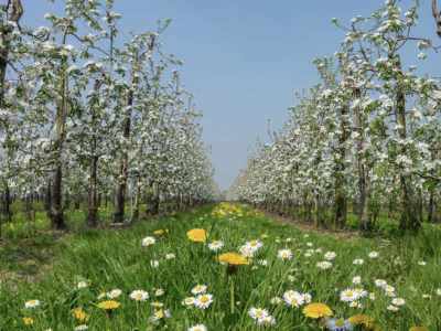 Meer natuur voor pittig fruit