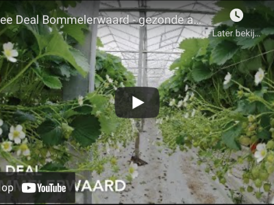 Bee Deal Bommelerwaard – gezonde aardbeienplanten voor een duurzame teelt
