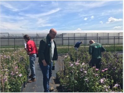 Grootste klimplantenkweker laat zien dat het kan: ziekten en plagen bestrijden zonder inzet van chemie