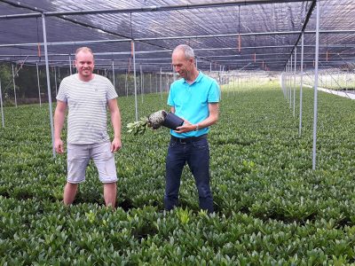 Bijvriendelijke biologische gewasbescherming door boomkwekers (persbericht)