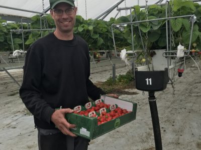 Aardbeien van maart tot kerst: 10 jaar vertrouwen in natuurlijke plaagbestrijding
