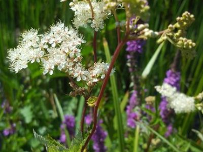 Kruidenrijk boeren: meer biodiversiteit, gezondere koeien
