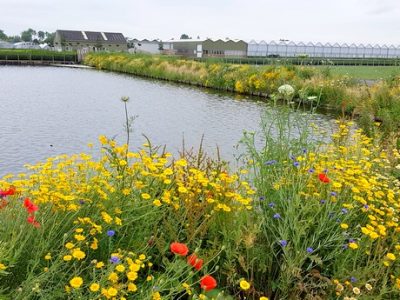 Boomkweker creëert bloemenzee voor bijen
