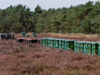 NatureToday: Wilde bijen op heidevelden in de verdrukking door imkerij