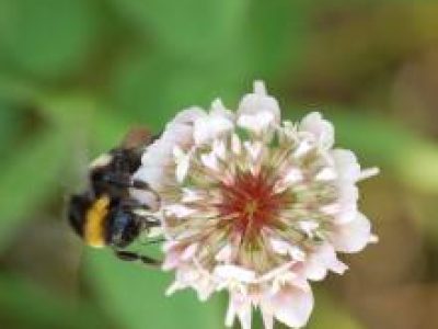 Persbericht: Nieuw onderzoek: grasklaver goed voor de hommel