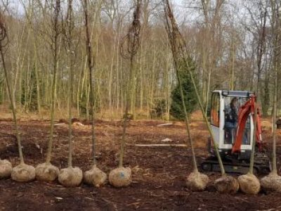 Lindebomen voor bijen in Overijssel