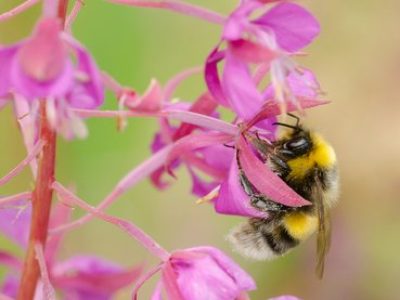 Ook de veldhommel werd tijdens het onderzoek in de graslanden aangetroffen (Bron: Niels Godijn)